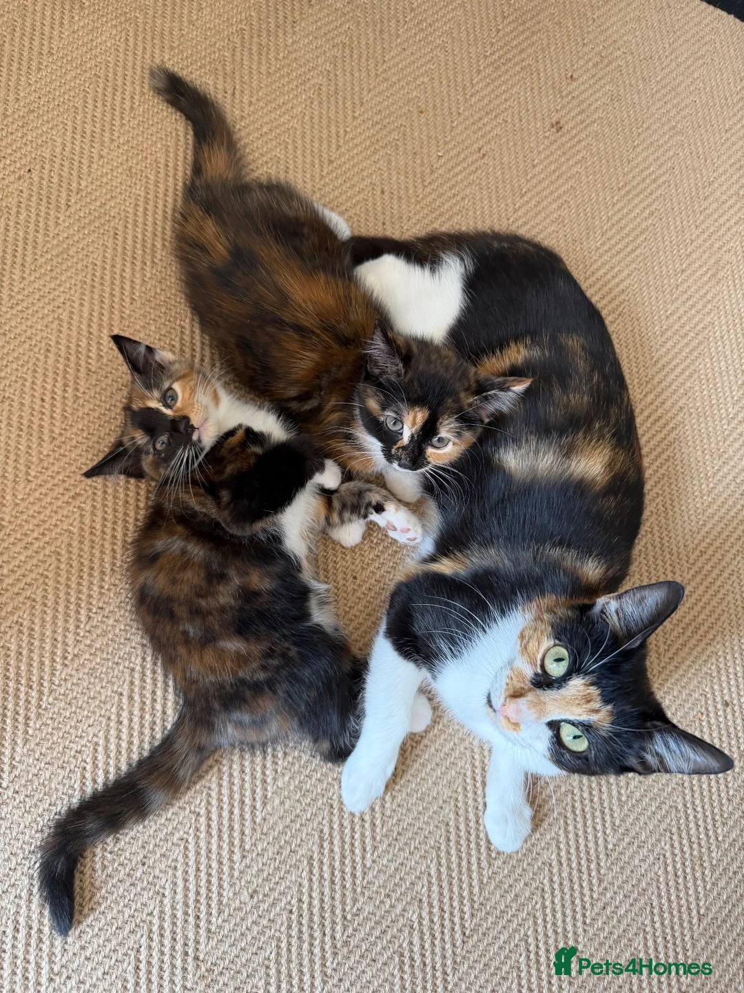 Mixed Breed cats for sale: Kittens for sale  in Wymondham - Advert 1