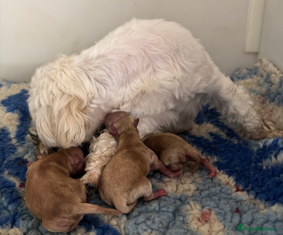 Maltipoo dogs for sale: Two boys left to reserve  - Advert 7