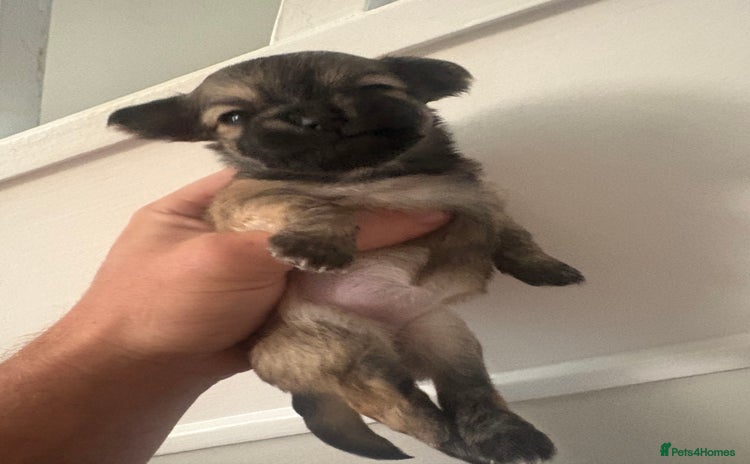 Pomchi dogs - Advert 1