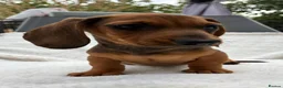 Dachshund dogs for sale: Dachshund Puppies ready for their forever homes - Advert 6