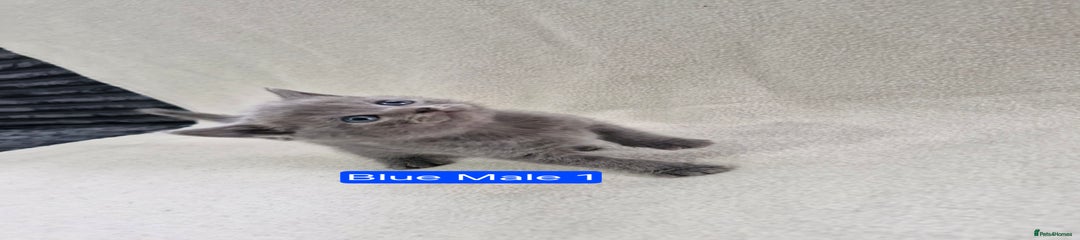 Blue Male 1 