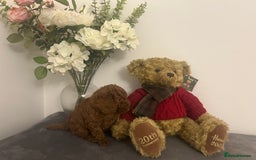 Cavapoo dogs for sale: outstanding Cavapoo’s, with heart tested parents - Advert 12