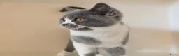 British Shorthair cats for sale: Adorable GCCF REG BSH - ready to leave - Advert 13
