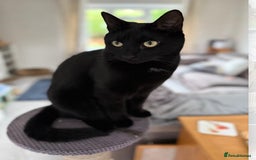 Russian Blue cats for sale: Russian blue mix  - Image 17