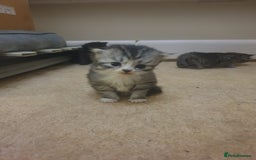 Scottish Fold cats for sale: Adorable kuttens❤ - Advert 7