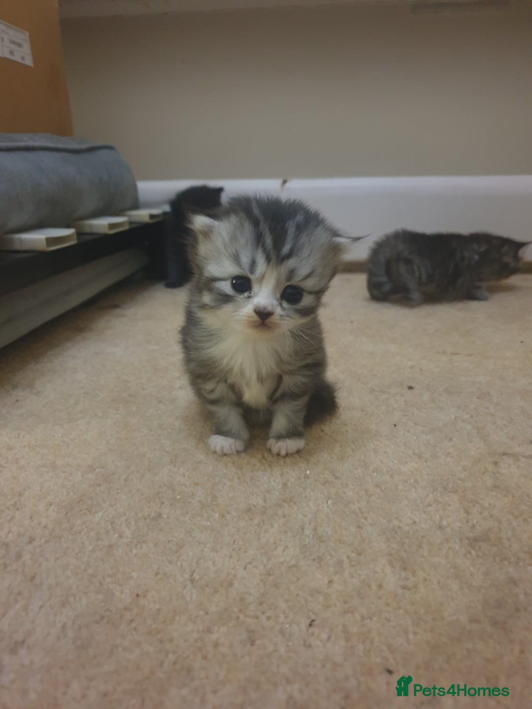 Scottish Fold cats for sale: Adorable kuttens❤ - Advert 7