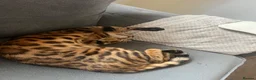 Bengal cats for sale: Male bengal   in Woodbridge - Advert 5