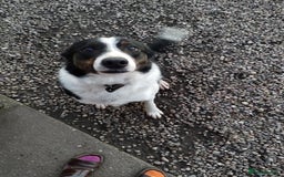 Border Collie dogs for sale: Dave.  - Advert 2