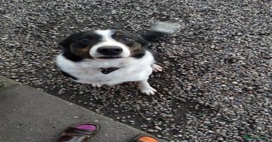 Border Collie dogs Dave.  - Advert 6