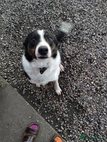 Border Collie dogs Dave. - Advert 9