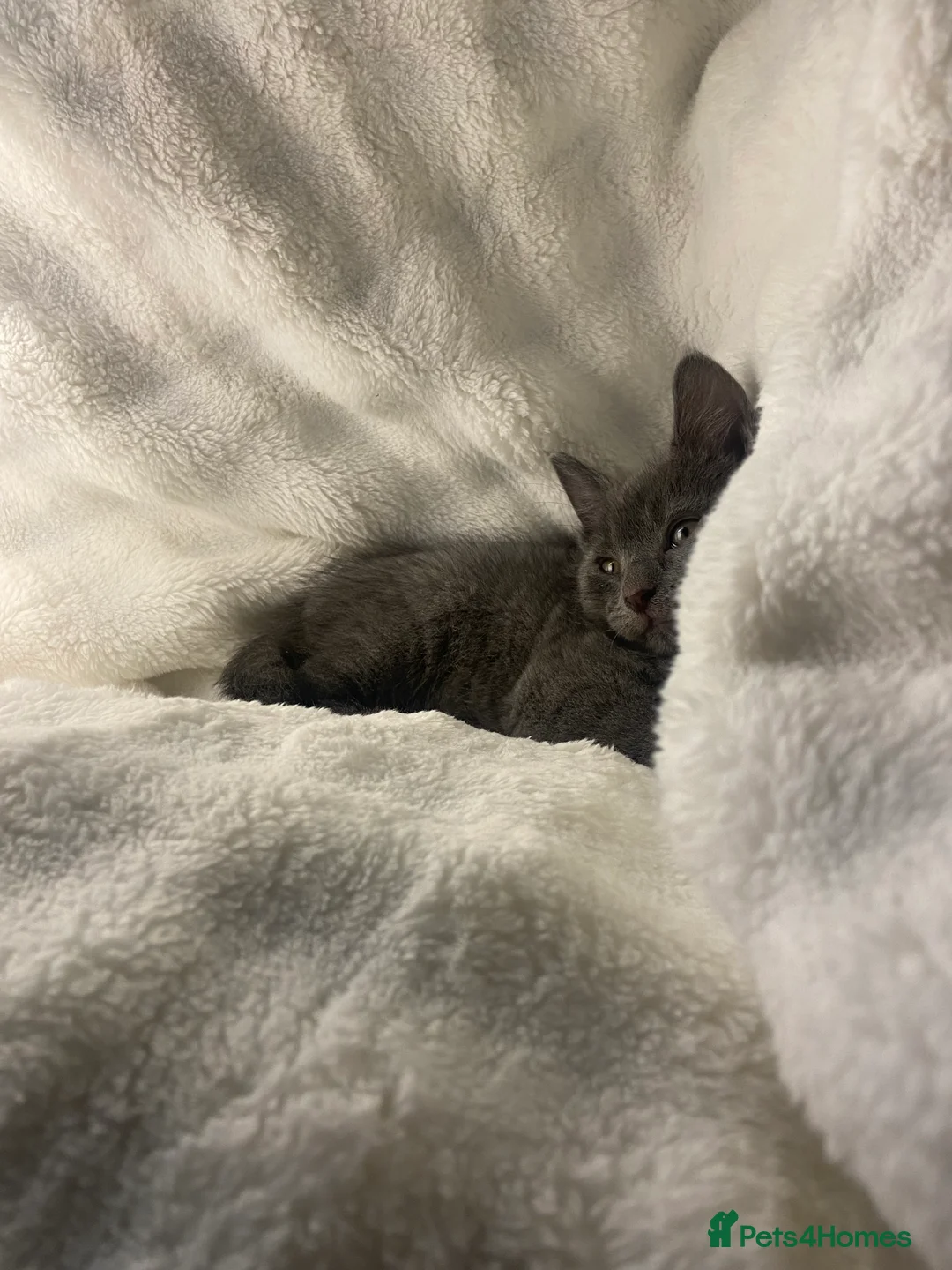 British Shorthair cats for sale: British shorthair x sypnx kitten  - Advert 7