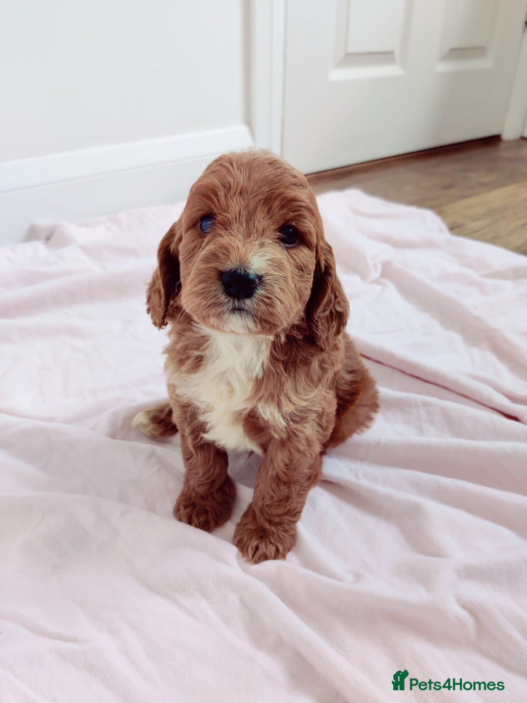 Cockapoo dogs for sale: Gorgeous Cockapoo Puppies  - Image 5