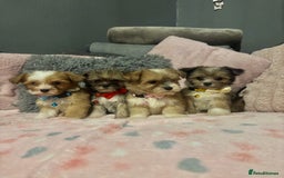 Mixed Breed dogs for sale: Lhasa apso x chorkie  - Image 18