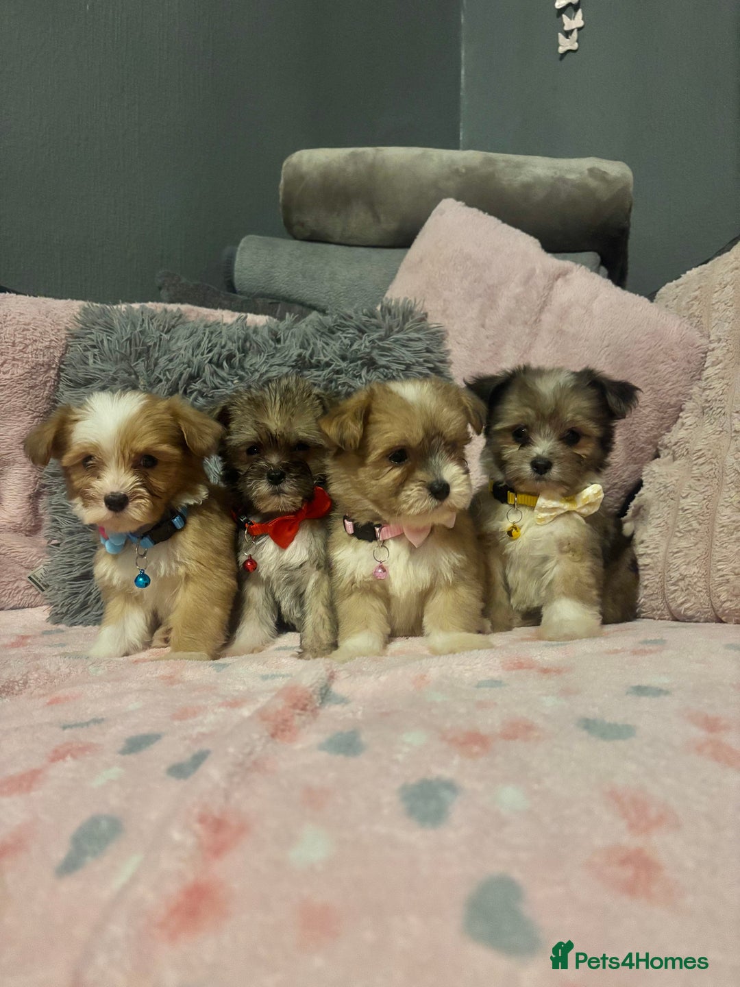 Mixed Breed dogs for sale: Lhasa apso x chorkie  - Image 18