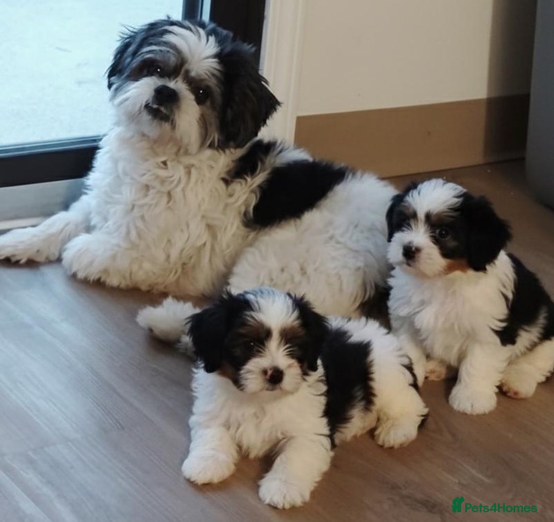 Shih Tzu dogs for sale: Shih Tzu Puppies  - Advert 13