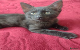 Mixed Breed cats for sale: 12 weeks old boy looking for a new home  - Image 5
