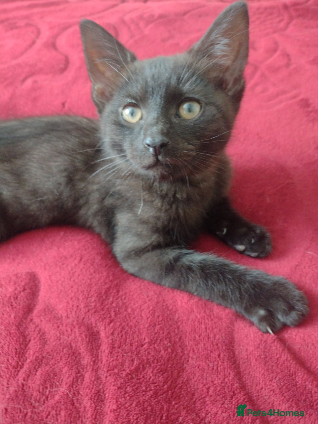 Mixed Breed cats for sale: 12 weeks old boy looking for a new home  - Image 5