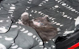 Mixed Breed cats for sale: Fluffy beautiful kitten - Advert 9