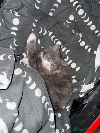 Mixed Breed cats Fluffy beautiful kitten - Advert 1