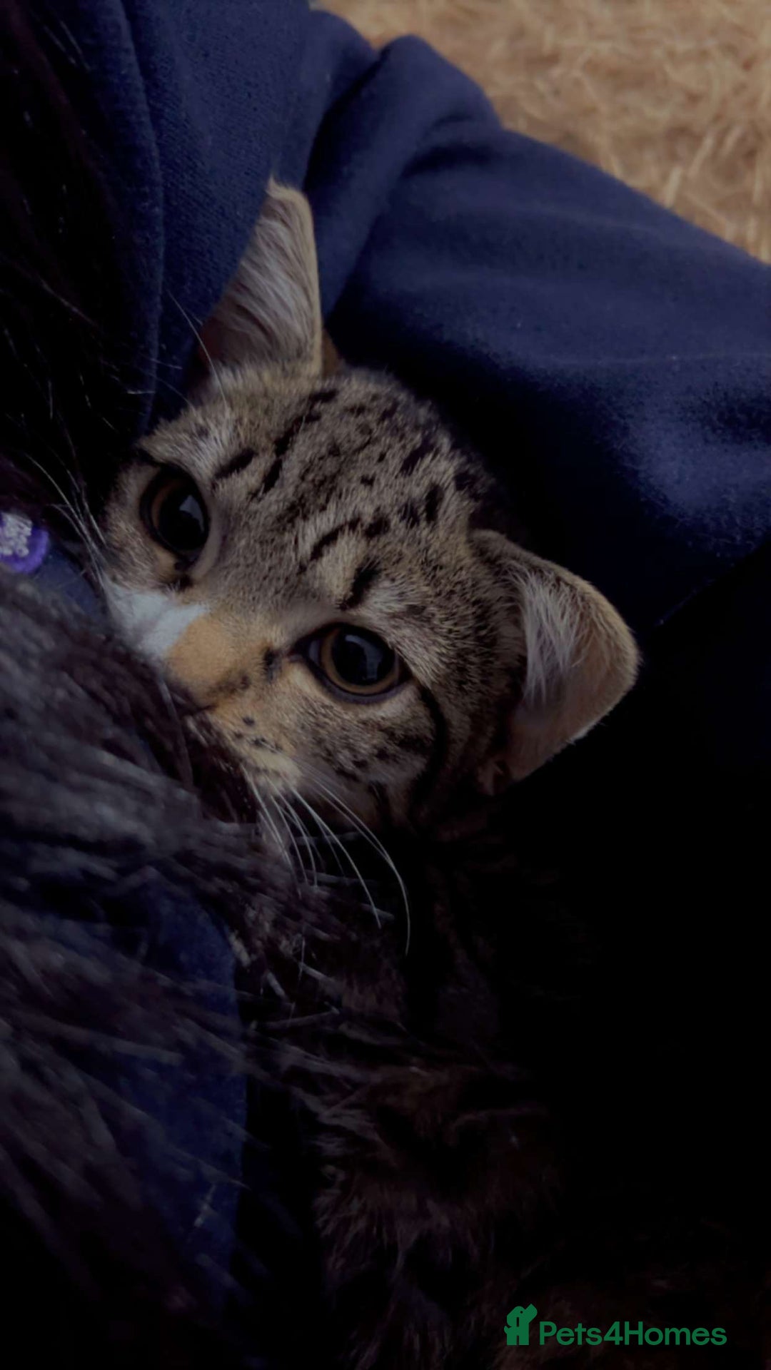 American Shorthair cats for sale: Tabby Cat for sale - Advert 3