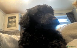 Toy Poodle dogs for sale: Purebred black toy poodle - Advert 3