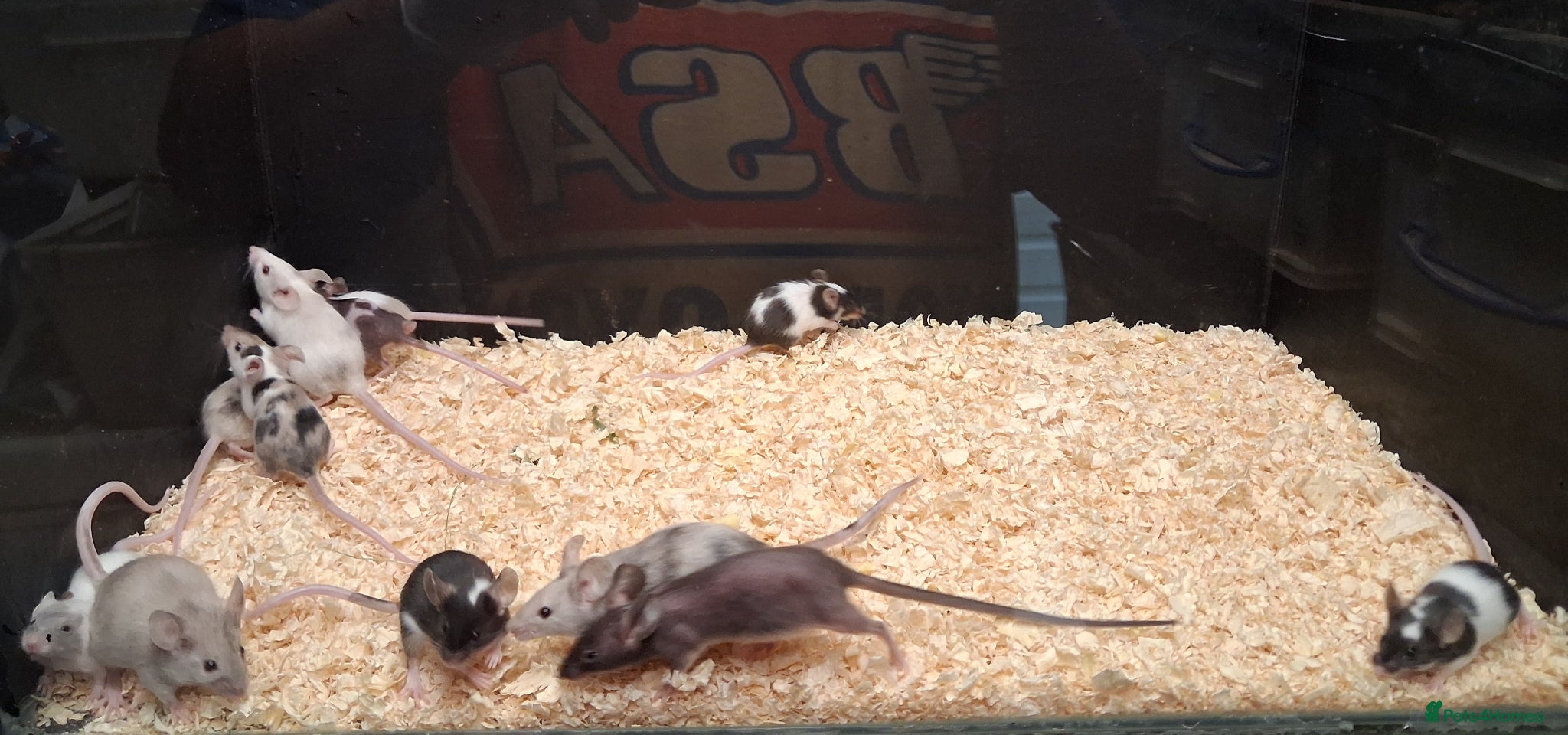 Mouse rodents for sale: Baby Female Fancy Mice - Advert 2