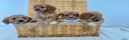 Cavapoo dogs for sale: Stunning F1 Toy Cavapoos, health tested parents  - Advert 10