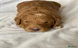 Labradoodle dogs for sale: Beautiful F3b Labradoodle Puppies - Image 8