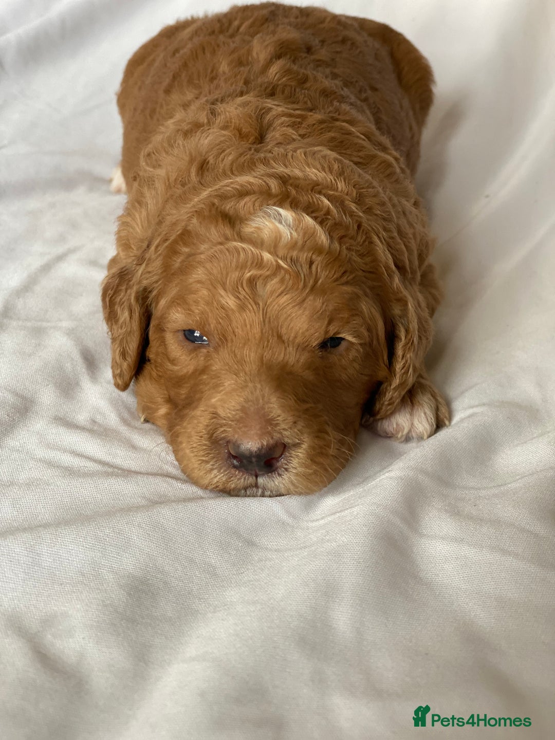 Labradoodle dogs for sale: Beautiful F3b Labradoodle Puppies - Image 8