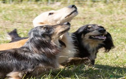 Miniature Dachshund dogs for sale: Kc mini long hair dachshund pups - Advert 1