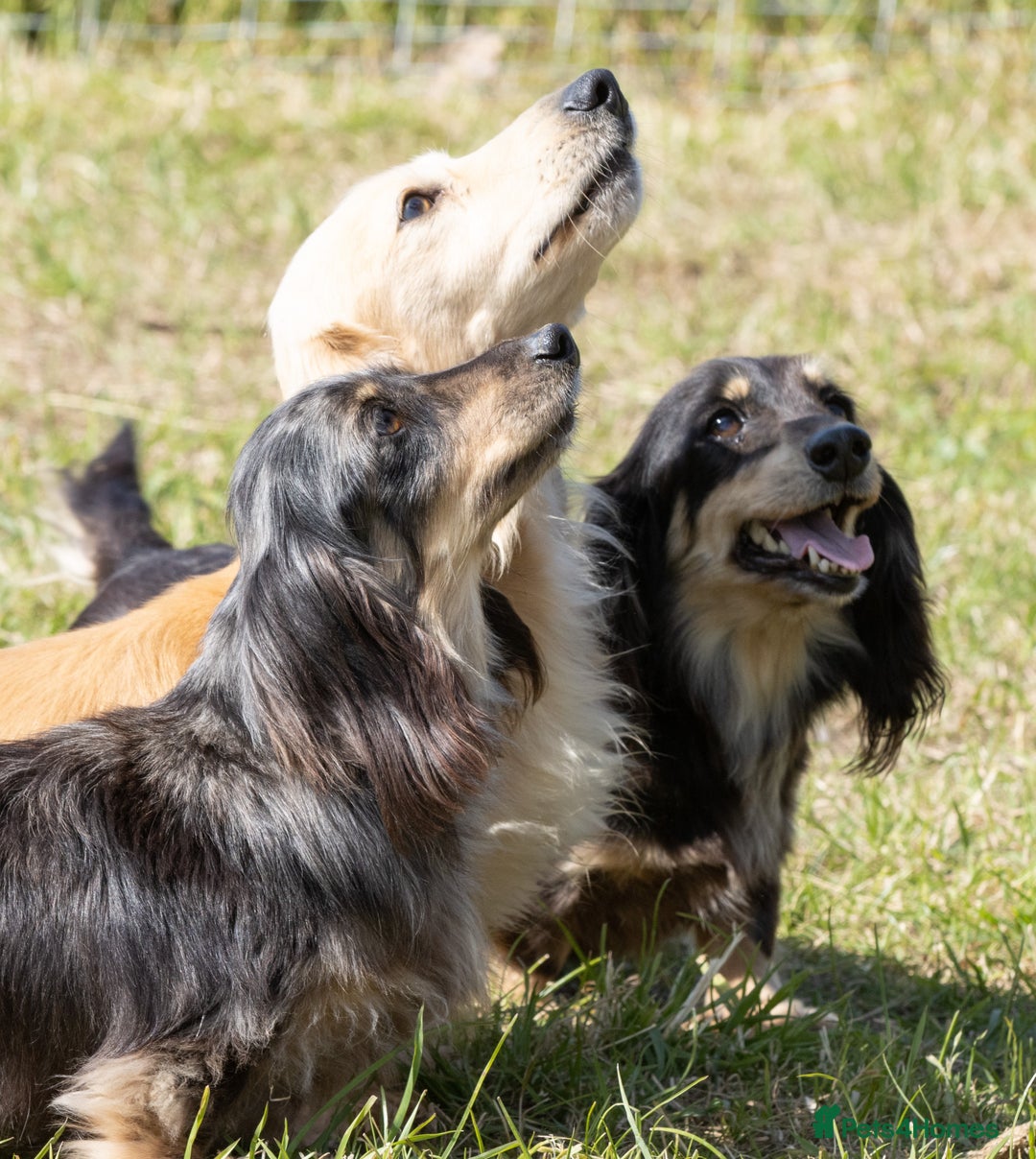 Miniature Dachshund dogs for sale: Kc mini long hair dachshund pups - Advert 1