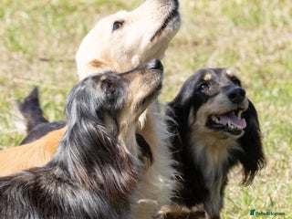 Miniature Dachshund dogs Kc mini long hair dachshund pups - Advert 1