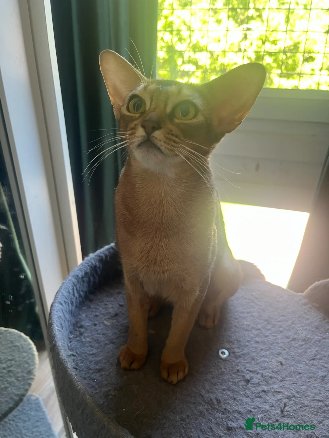 Abyssinian cats for sale: Gorgeous Abyssinians cats - Advert 7