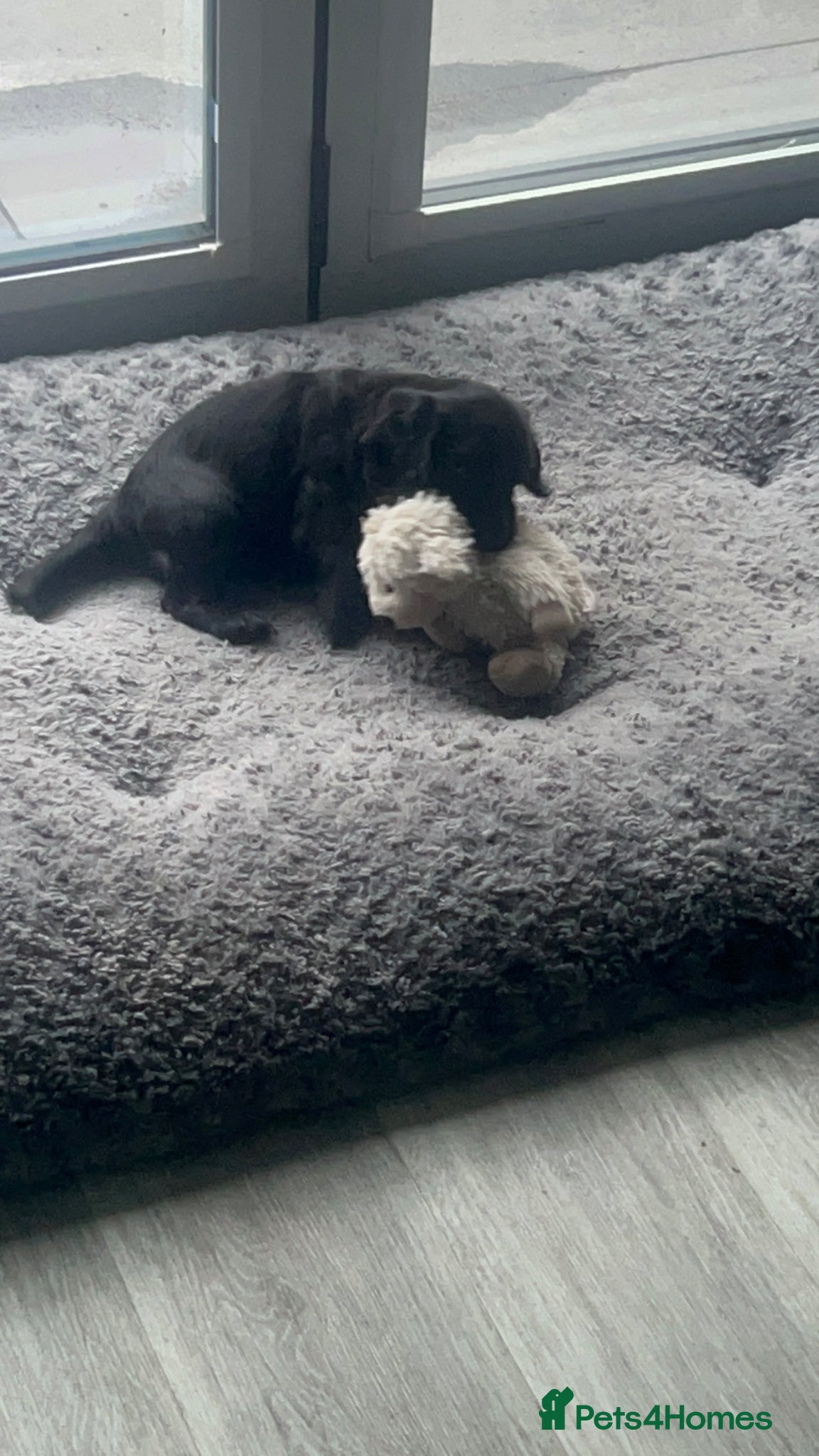 Cocker Spaniel dogs for sale: Beautiful Female Cocker Spaniel 7 week old  Puppy - Advert 5