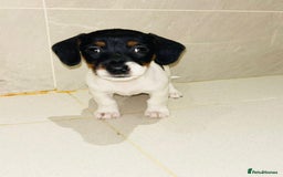 Dachshund dogs for sale: Dachshund Puppies - Image 15