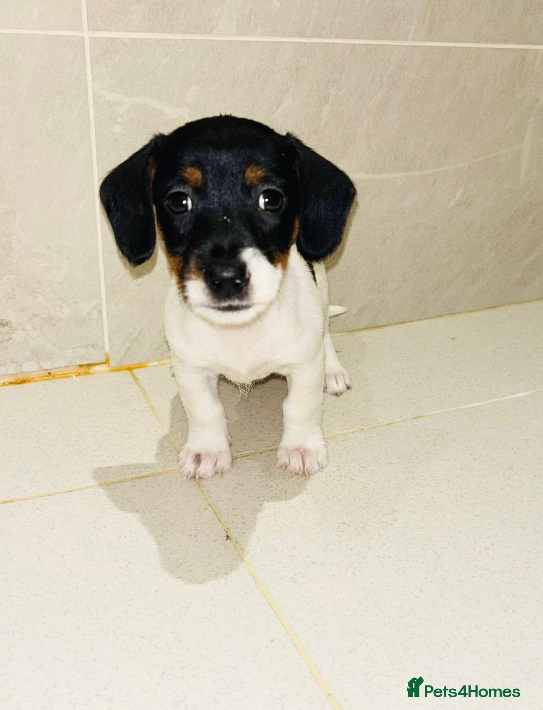 Dachshund dogs for sale: Dachshund Puppies - Image 15