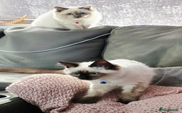 Ragdoll cats for sale: 1 boy/ 1 girl Ready to go - Image 5