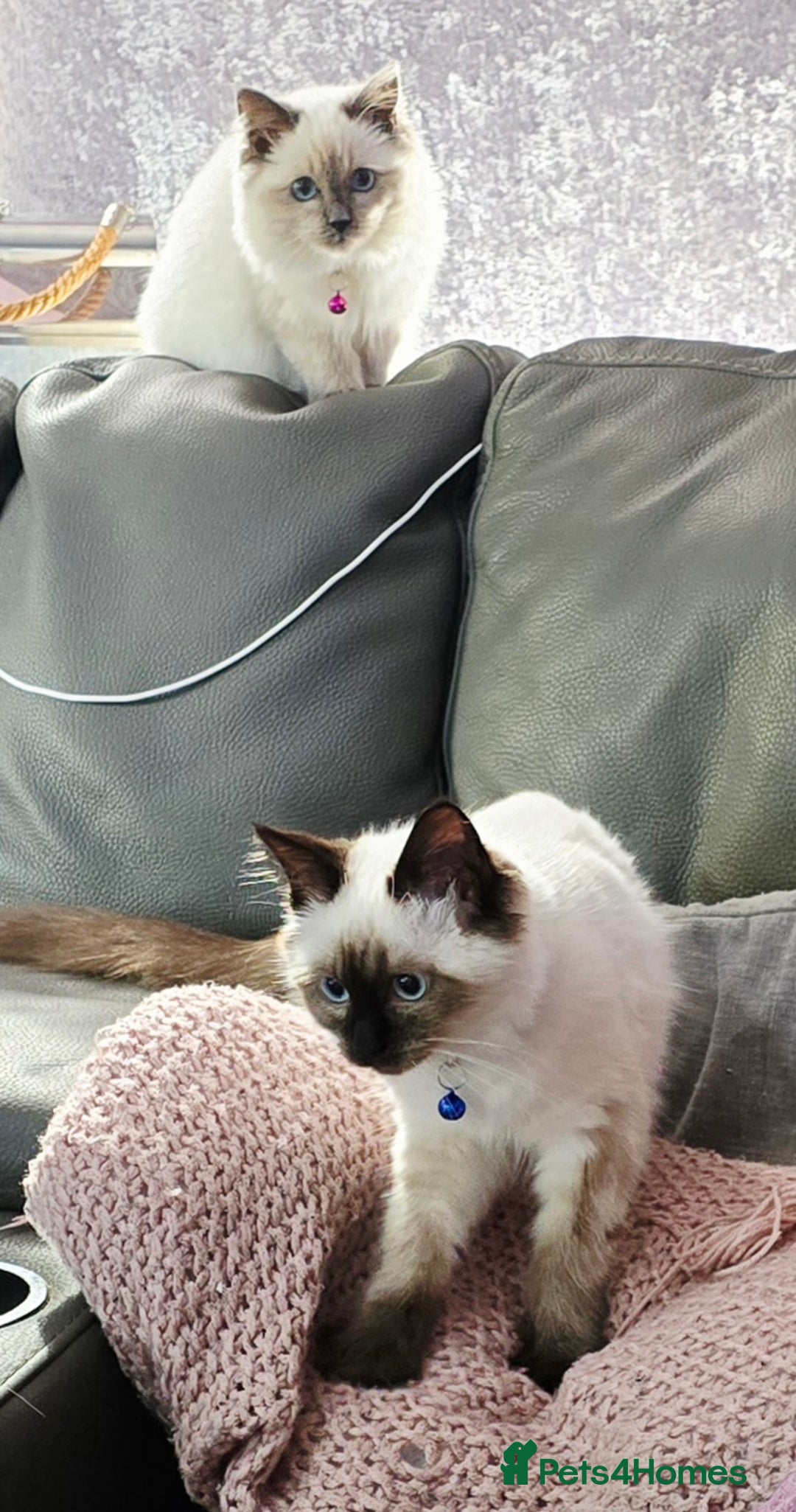 Ragdoll cats for sale: 1 boy/ 1 girl Ready to go - Image 5