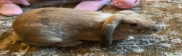 Mixed Breed rabbits for sale: Female Spayed Rabbit in Wellingborough - Advert 3