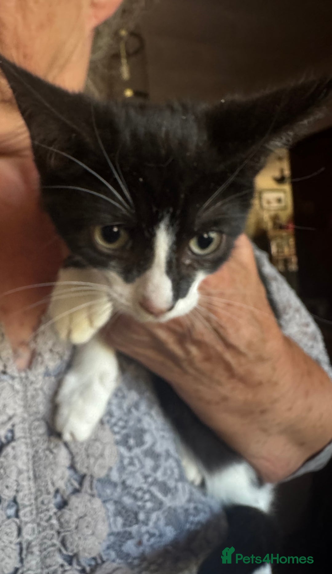Domestic Shorthair cats for sale: Kittens for sale  - Image 4