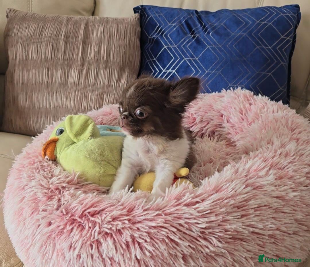 Chihuahua dogs 🌟🌟Ready now! Outstanding chihuahua longcoat 🌟🌟 - Advert 1