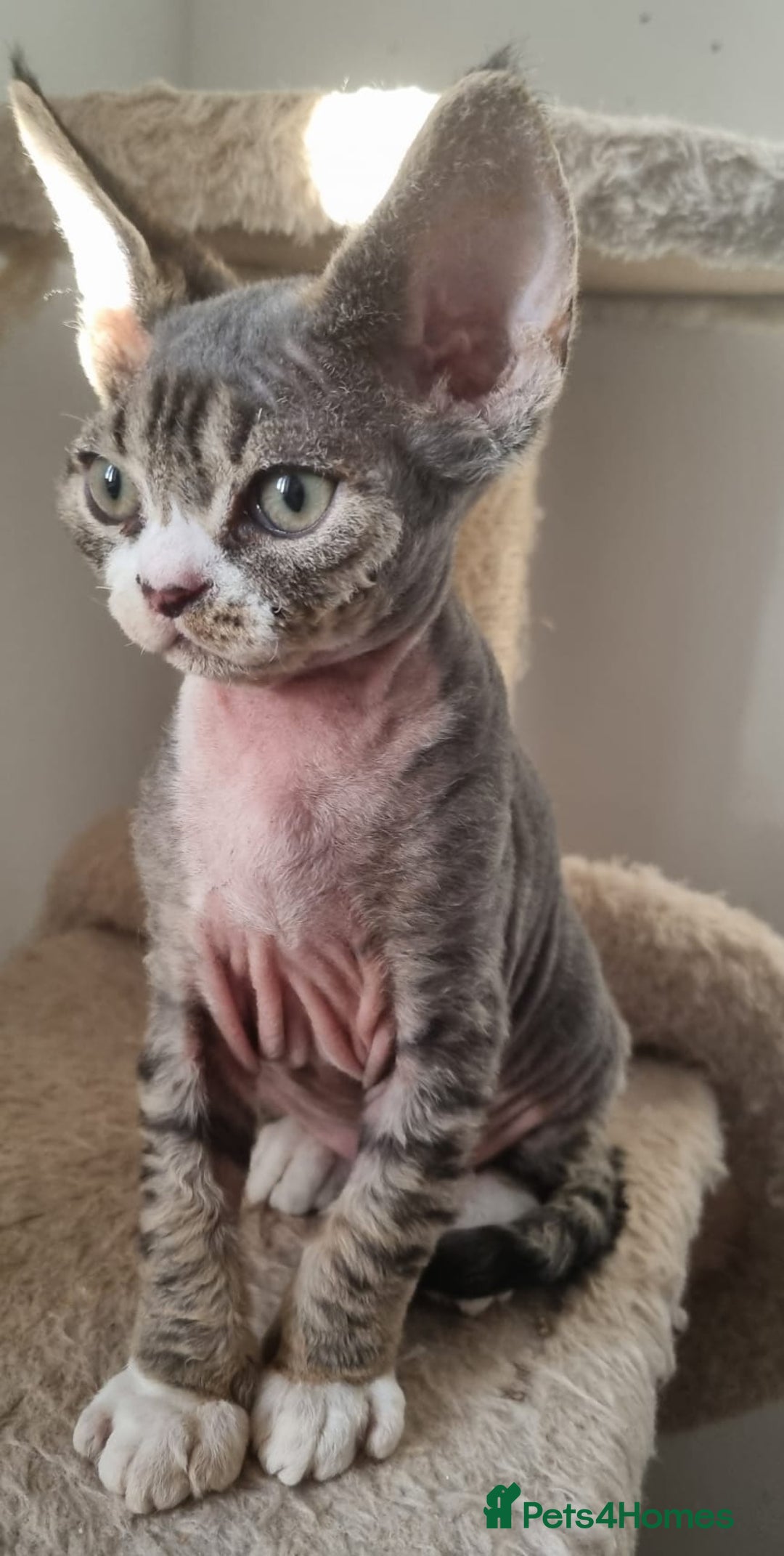 Devon Rex cats for sale: Three lovely brothers and sister - Advert 20