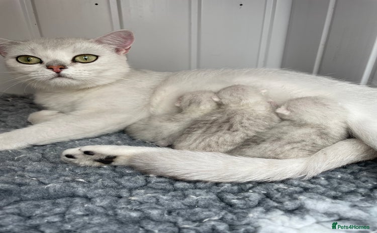 British Shorthair cats - Advert 14
