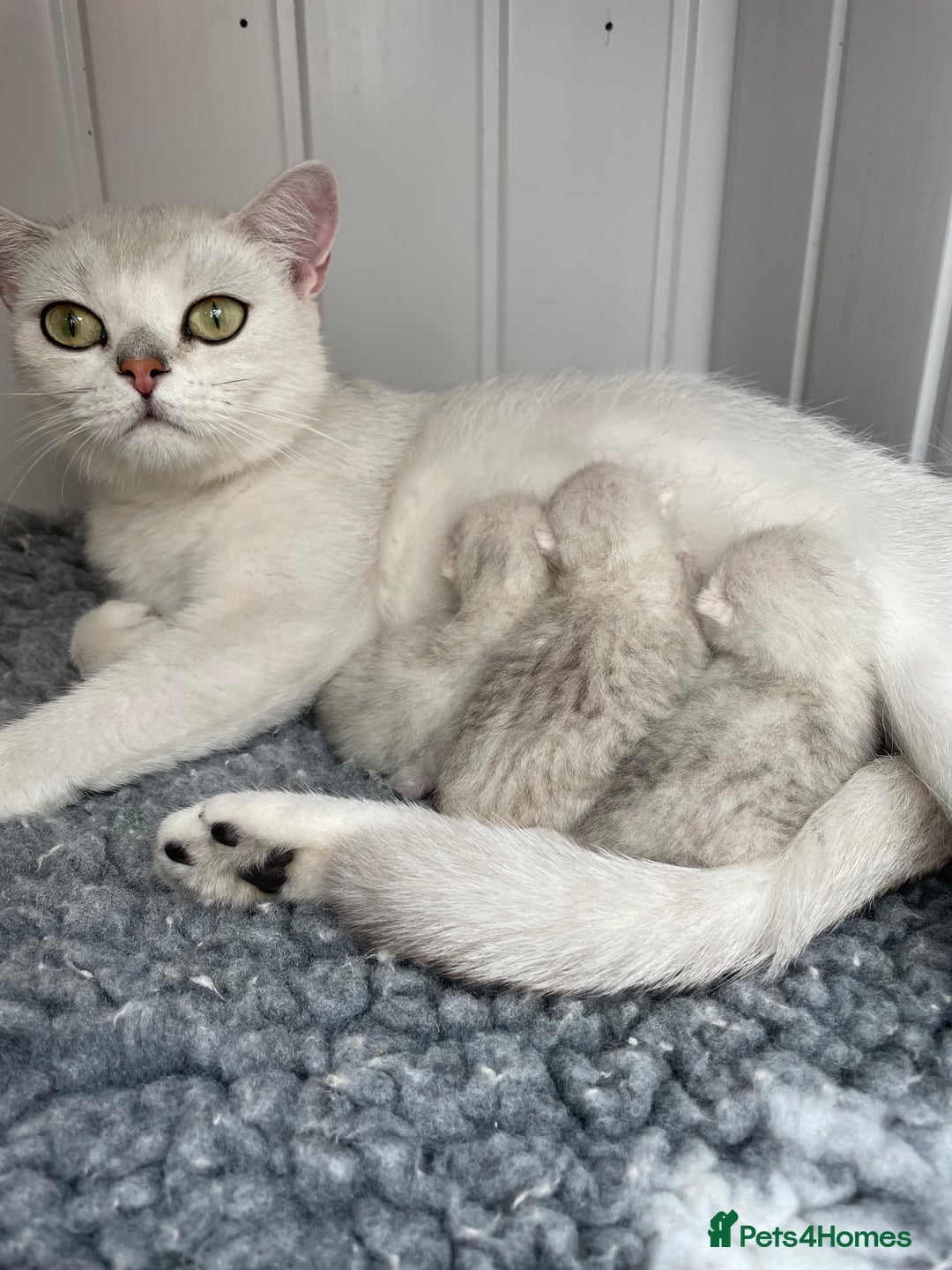 British Shorthair cats for sale: BSH BLACK TIPPED KITTENS GCCF REGISTERED  - Image 1