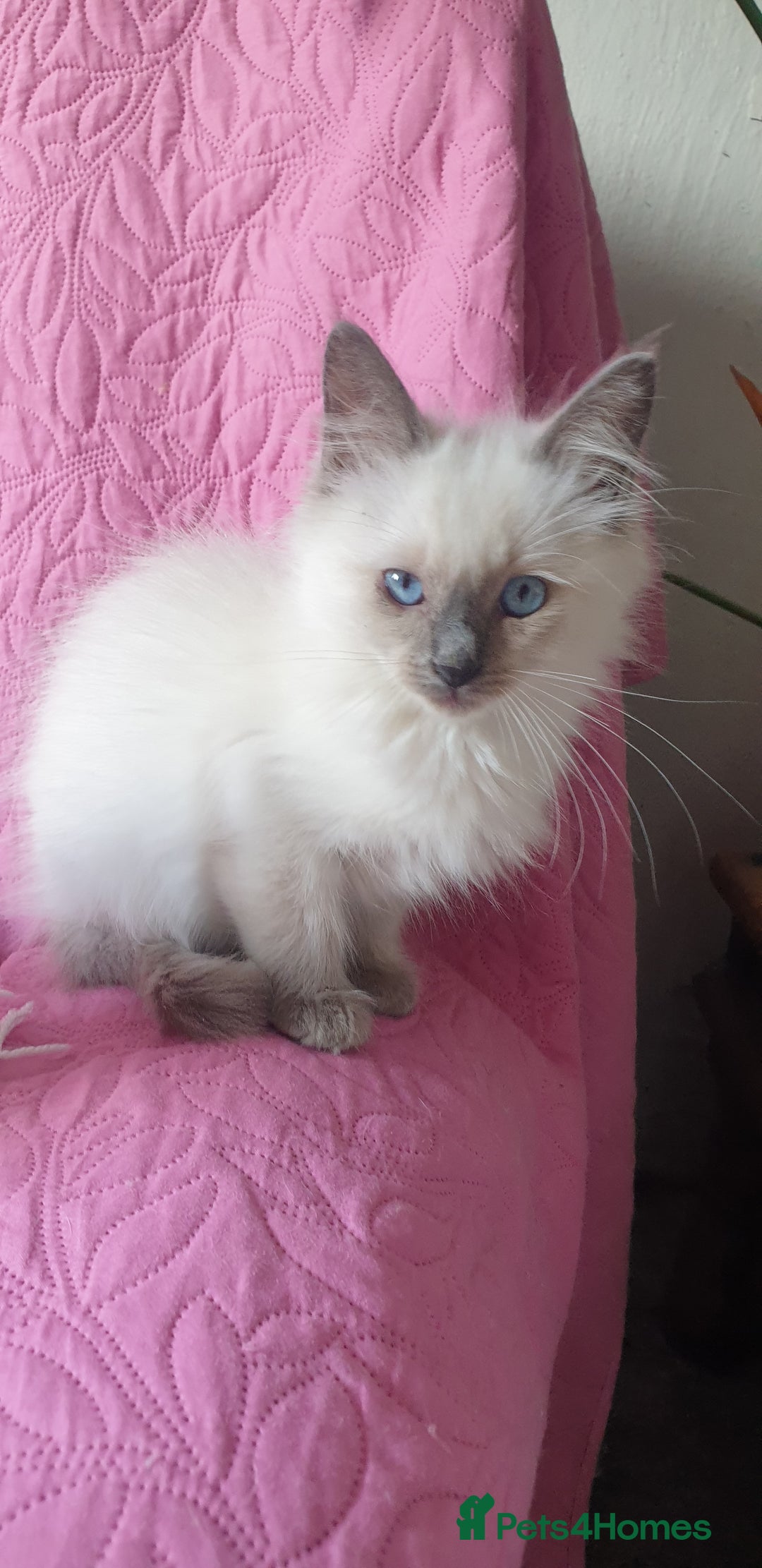 Ragdoll cats for sale: 💗Beautiful GCCF Registered Ragdoll Kittens. - Image 18