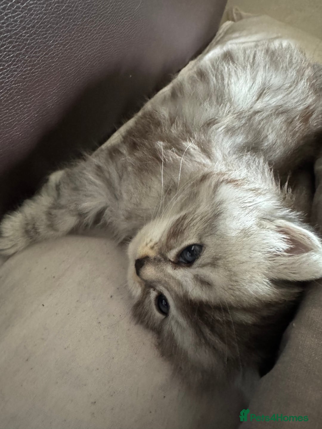 Persian cats for sale: 2 Cute Persian Kittens For Sale! Last 2 Left! - Image 7
