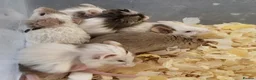Mouse rodents for sale: Friendly fancy mice - Advert 4