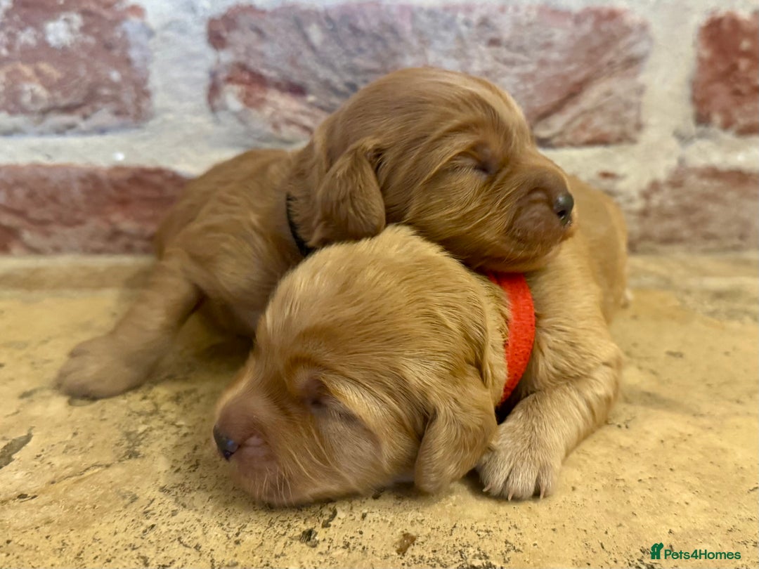Cockapoo dogs for sale: F1 cockapoos  - Image 2