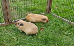 Guinea Pig rodents for sale: Pair of pet californian guinea pigs female SOLD - Image 3