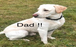 Labradoodle dogs for sale: 2 labradoodle puppies  - Image 3